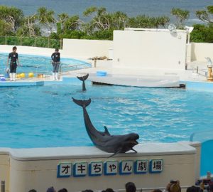 美ら海水族館　オキちゃん劇場 オキちゃんは何と40歳だったことが判明